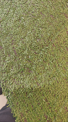 Simulated grassC189094CA-1899