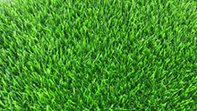 Fence grass3199E3DBF-319